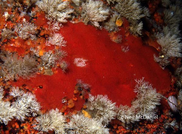 Photo of Acarnus erithacus by <a href="http://www.seastarsofthepacificnorthwest.info/">Neil McDaniel</a>